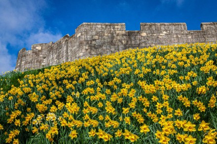 Springtime, City Walls, Renewal and Hope, Roger Poyser