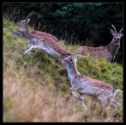 Keeping a watchful eye, David Williamson