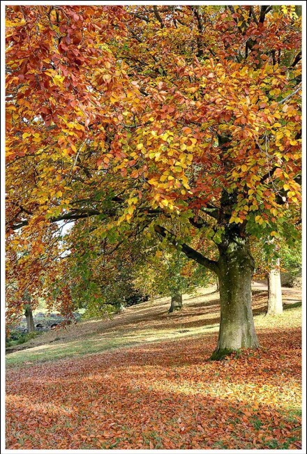 Quintessentially autumn, Sue Hoggett