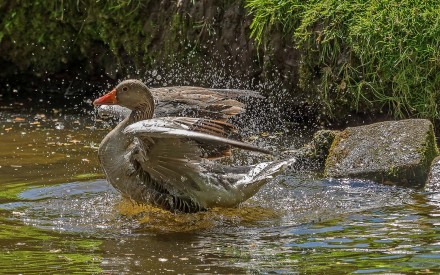 Bath time, John Saunders