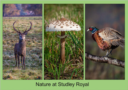 Nature at Studley Royal, Roger Poyser