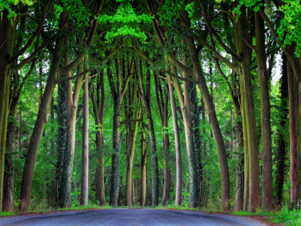 Bigger trees at Leavening Brow, Andy Chamings