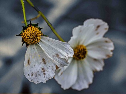 Two remaining, Alex Davidson