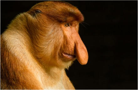 The Proboscis Monkey, David Ireland