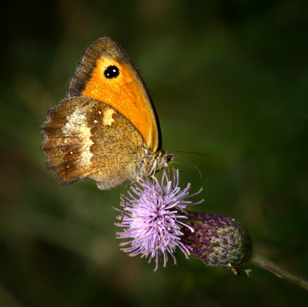 Gatekeeper, Andy Chamings