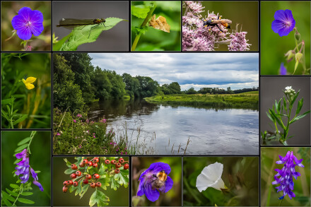 The Derwent in summer, Helen Jones