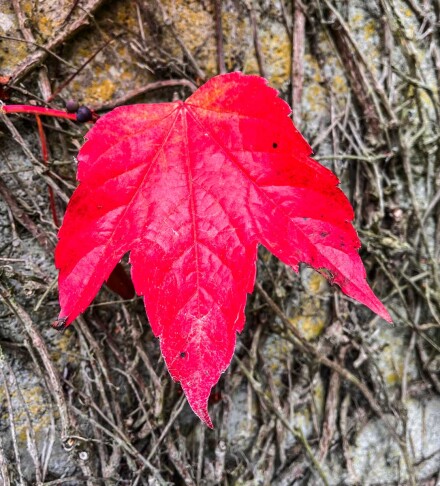 Autumn colour, Mike Chapman