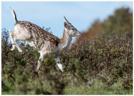 Fast fleeing Fallow, Lindsey Bowes