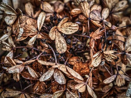 End of life, Alex Davidson