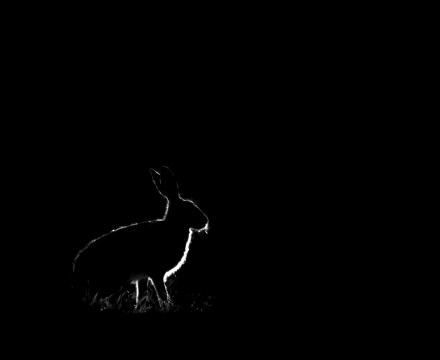 Dusk hare, Helen Jones