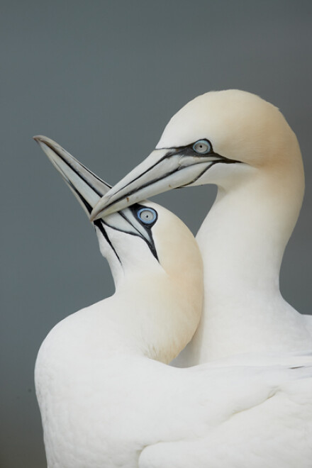 Gannet
