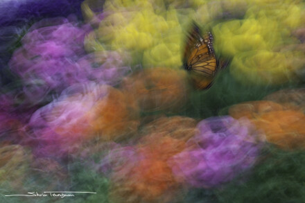 Monarch © Sharon Tenenbaum
