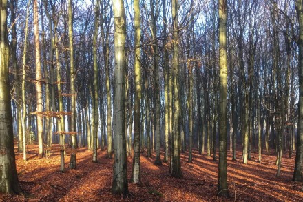 Sunlit beech, Mike Chapman