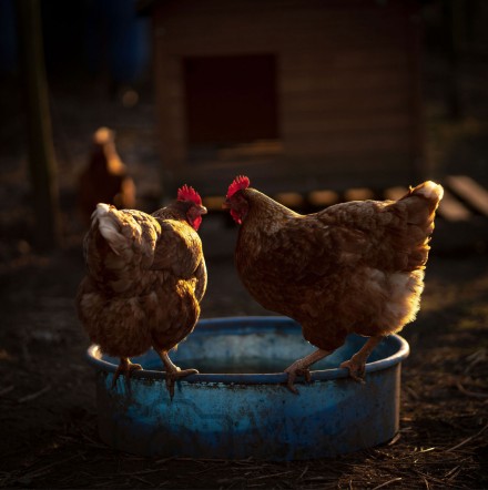 Drink? © Amy Bateman