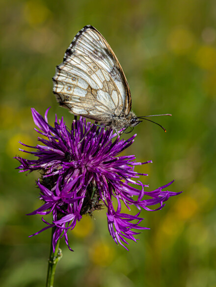 Marbled White, Roger Poyser