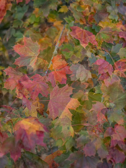 Autumnal Colour, Bryan Stanton