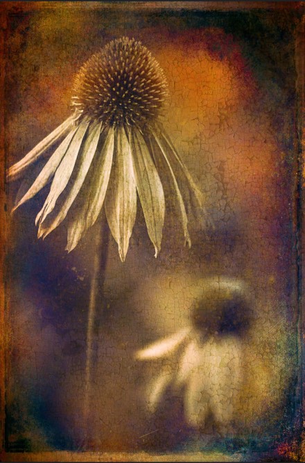 Faded, Alan Shapiro