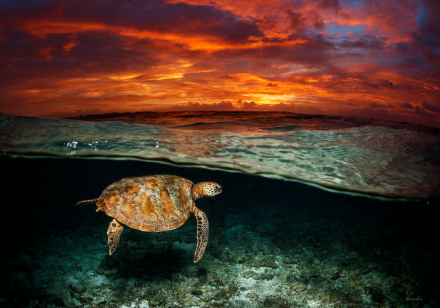 Green Turtle Dawn, Dave Sandford