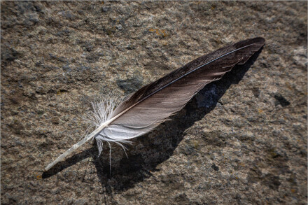 Feather, Roger Poyser