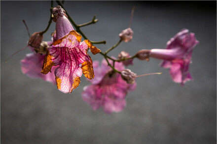 Past their best, Roger Poyser