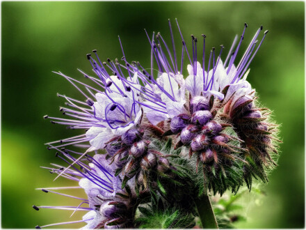 Fabulous phacelia, Andrew Chamings
