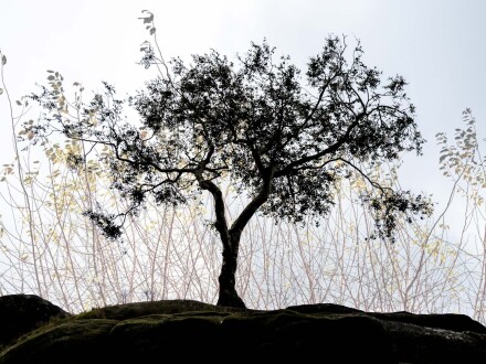 Tall grass, Alex Davidson