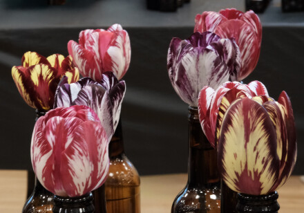 Florist tulips, Mike Chapman
