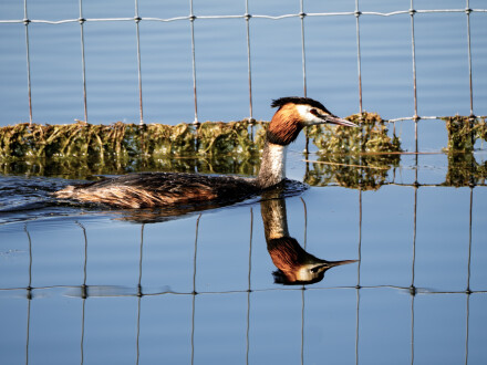 Fence, Alex Davidson