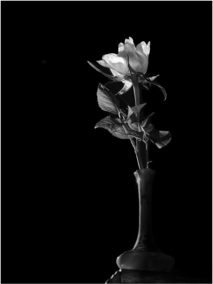 Rose and vase, Andy Chamings