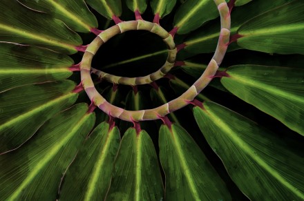 Plant Stairway © Mike Moats