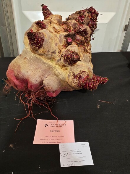 Heaviest, but not prettiest, Julia Walton