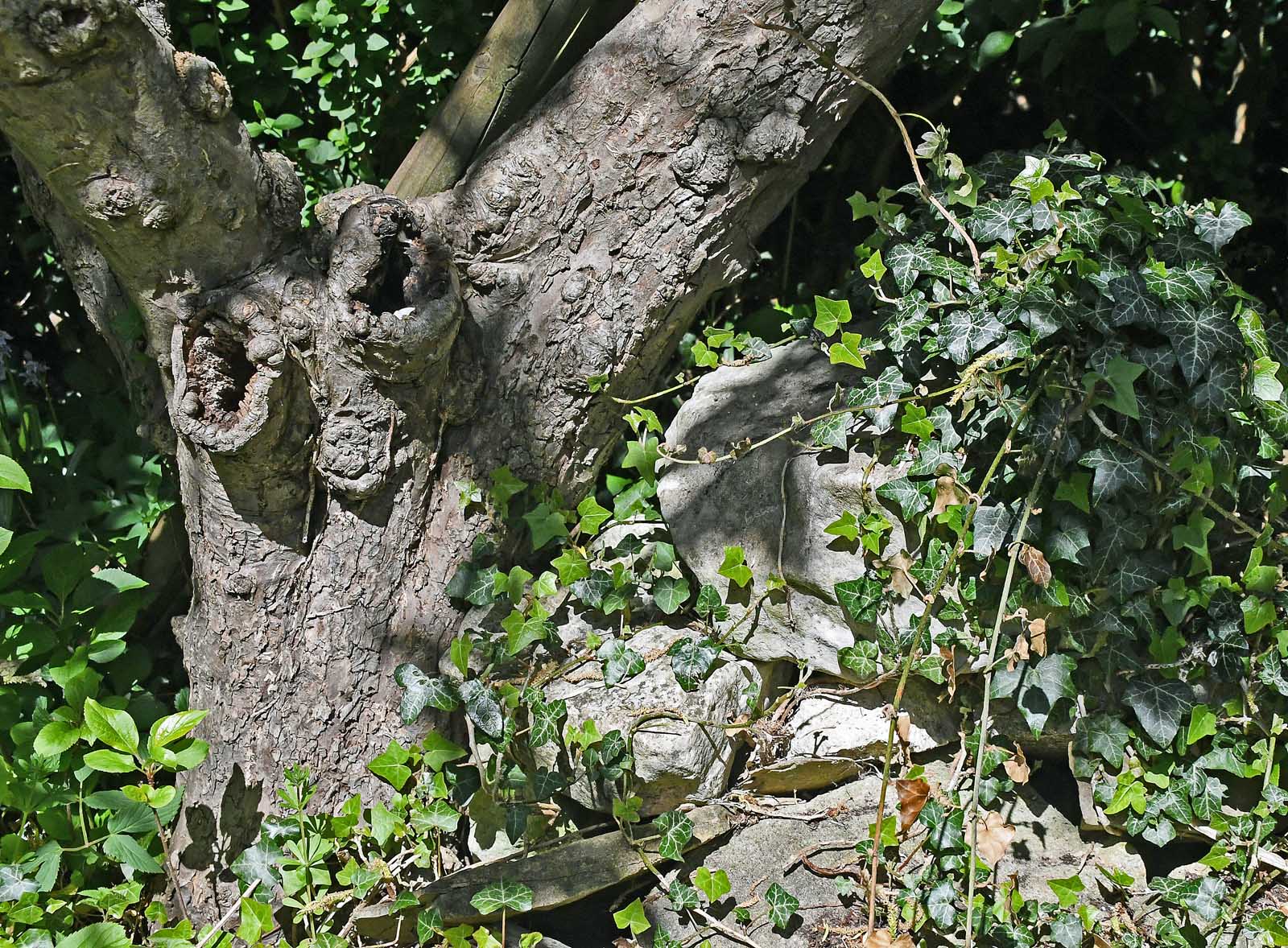 Tree and Rocks, Malcolm Beetham