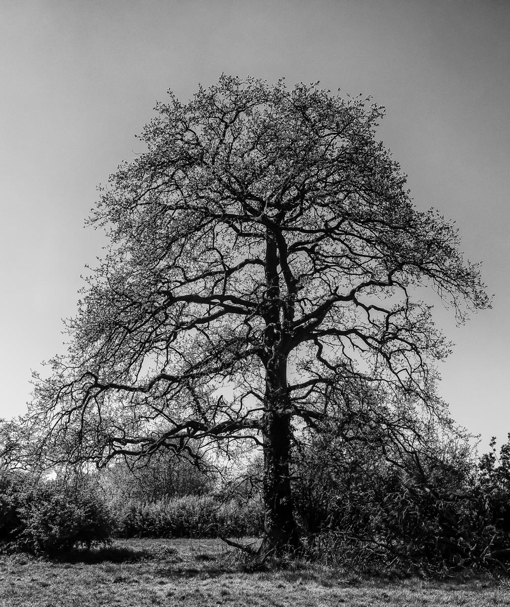 Tree Structure, Lynda Atkinson