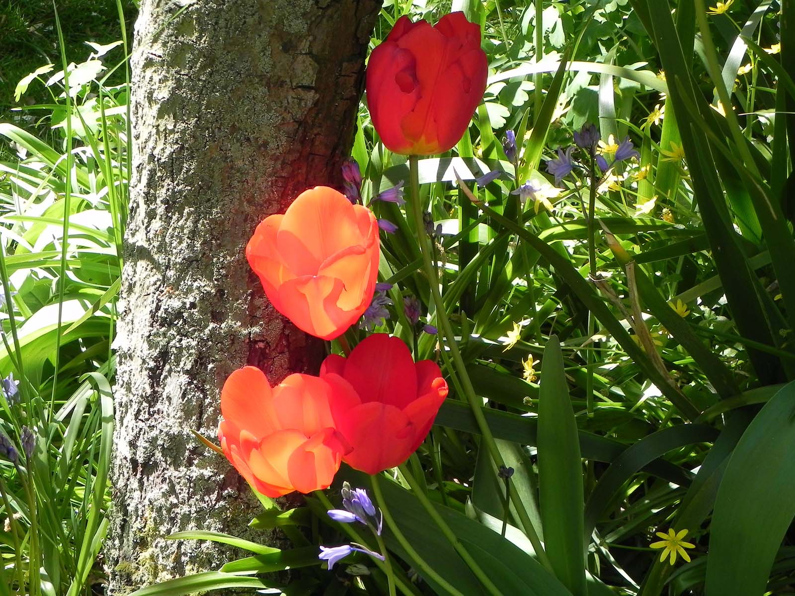 Tulips in landscape, Teresa Beetham