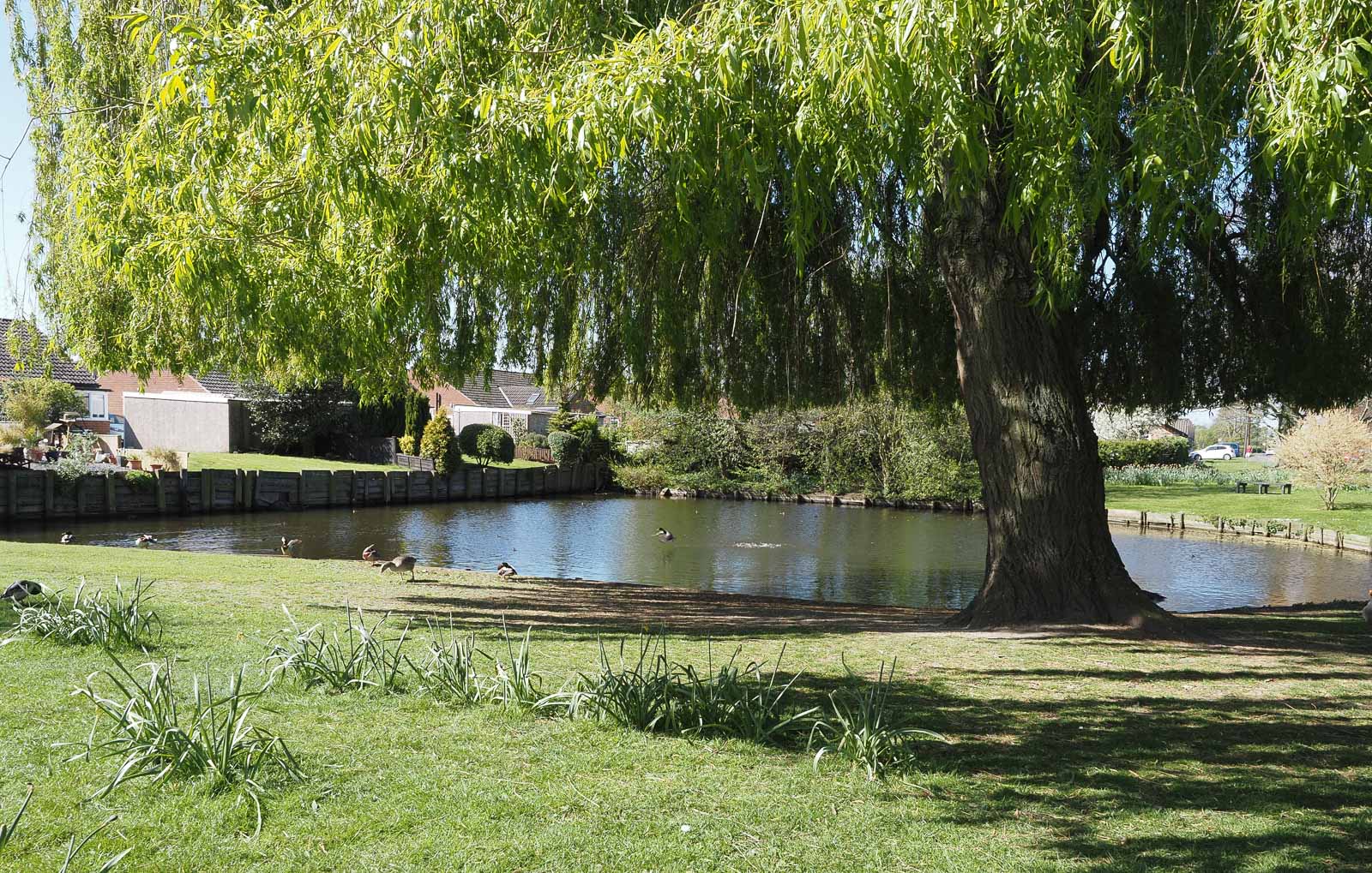 Wiggington pond, Philip Dearle