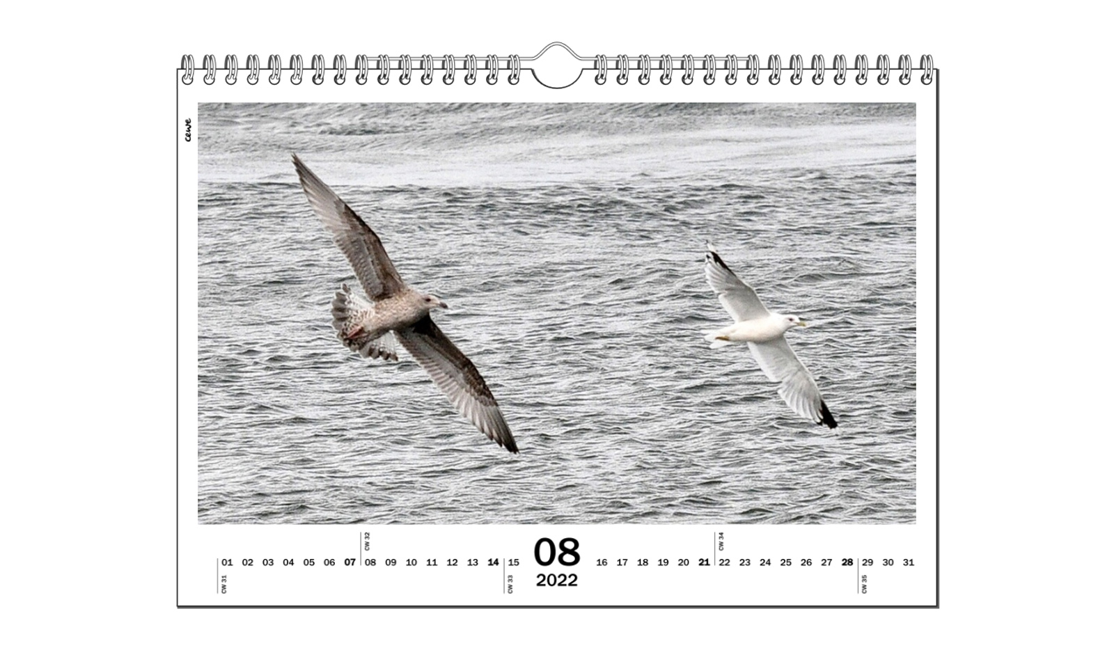 August, Skua and Common Gull, Malcolm Beetham