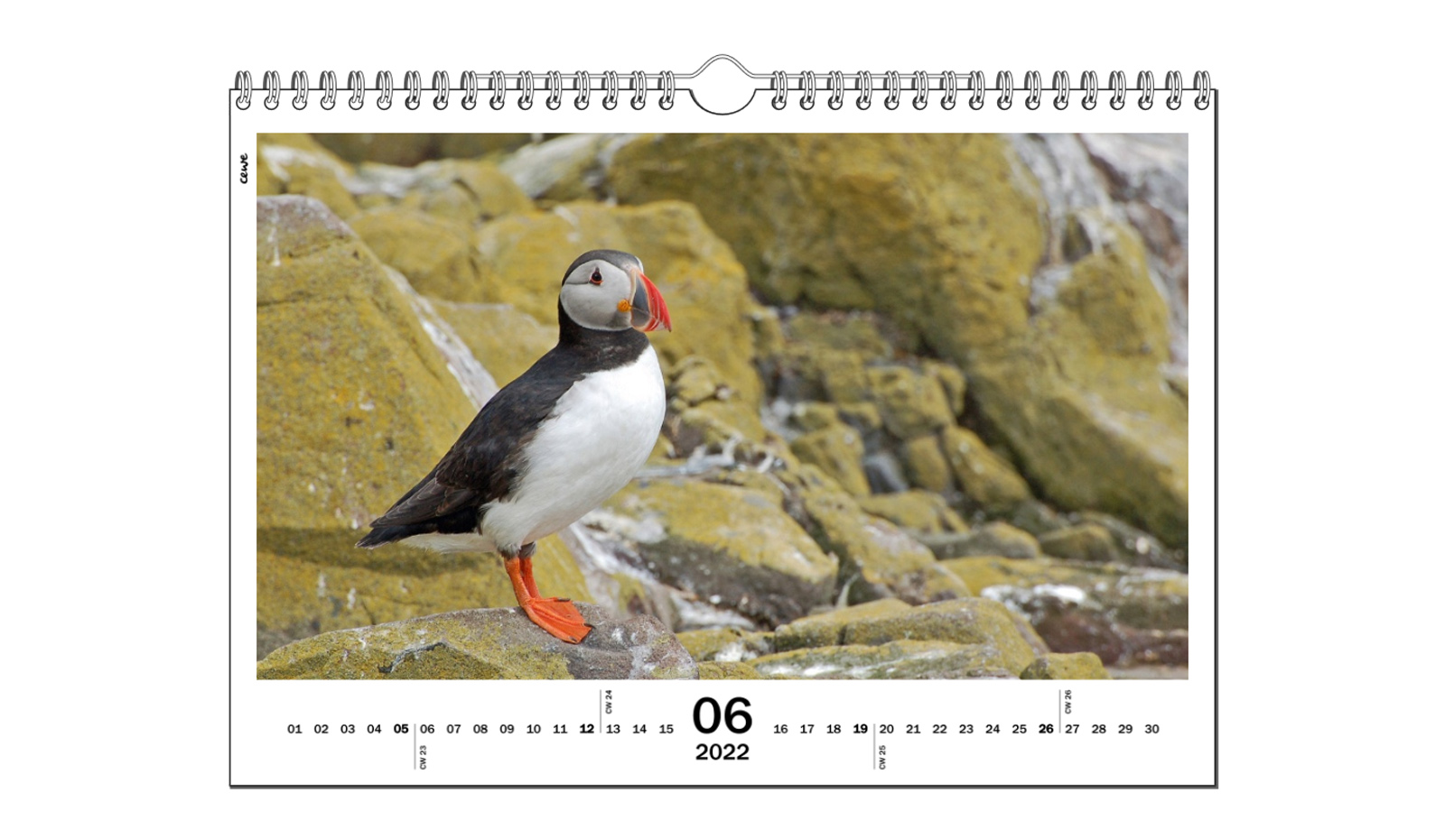 June, Puffin, Malcolm Beetham