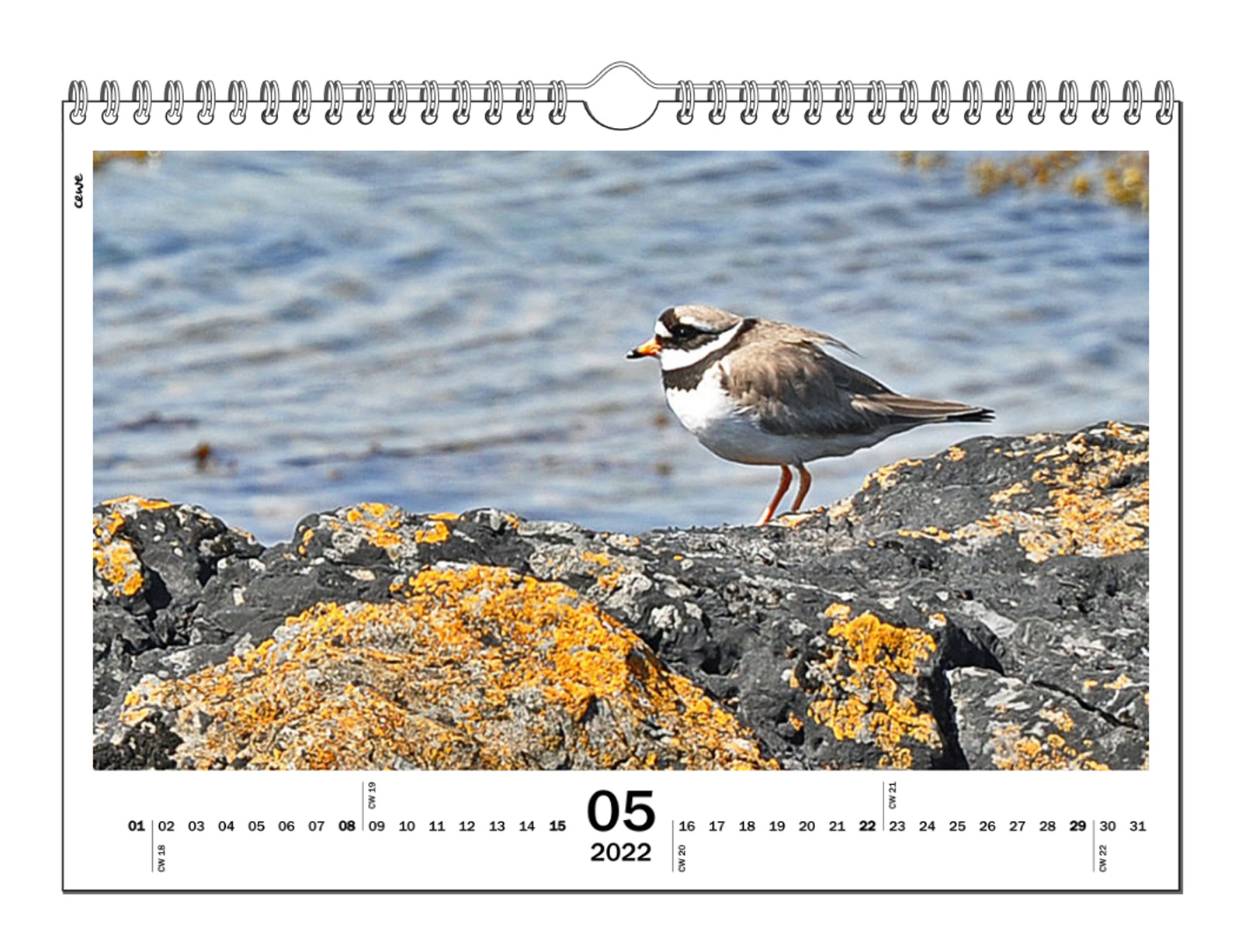 May, Ringed Plover, Malcolm Beetham