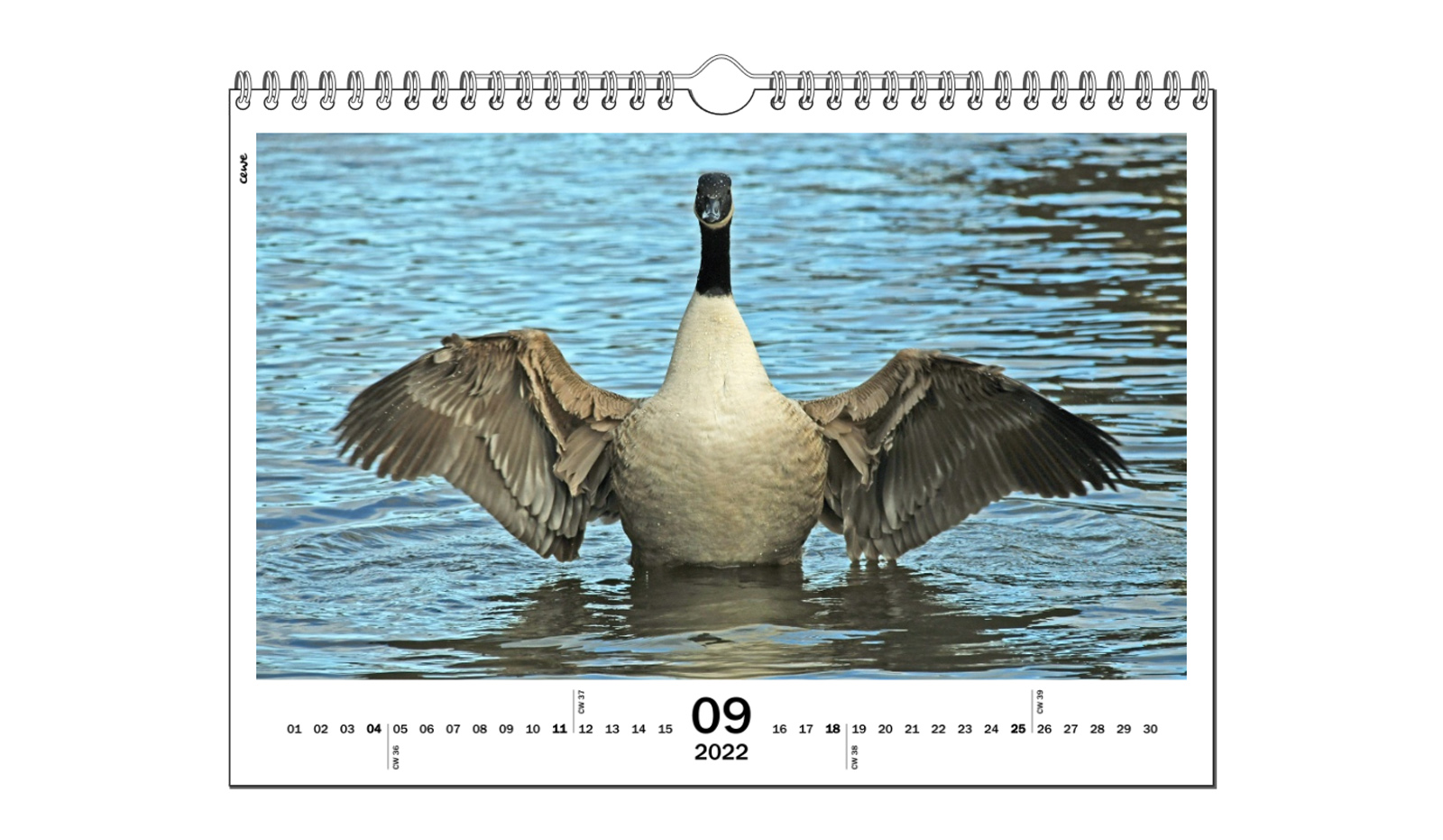 September, Canada Goose, Malcolm Beetham