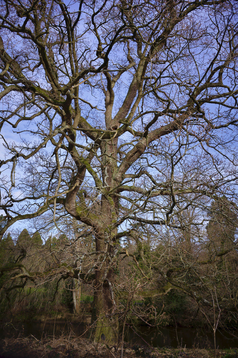 Majestic oak, Rob Swallow