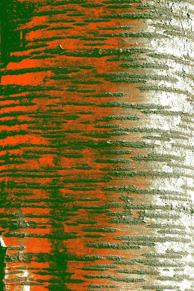 Tree Texture, David Whitham
