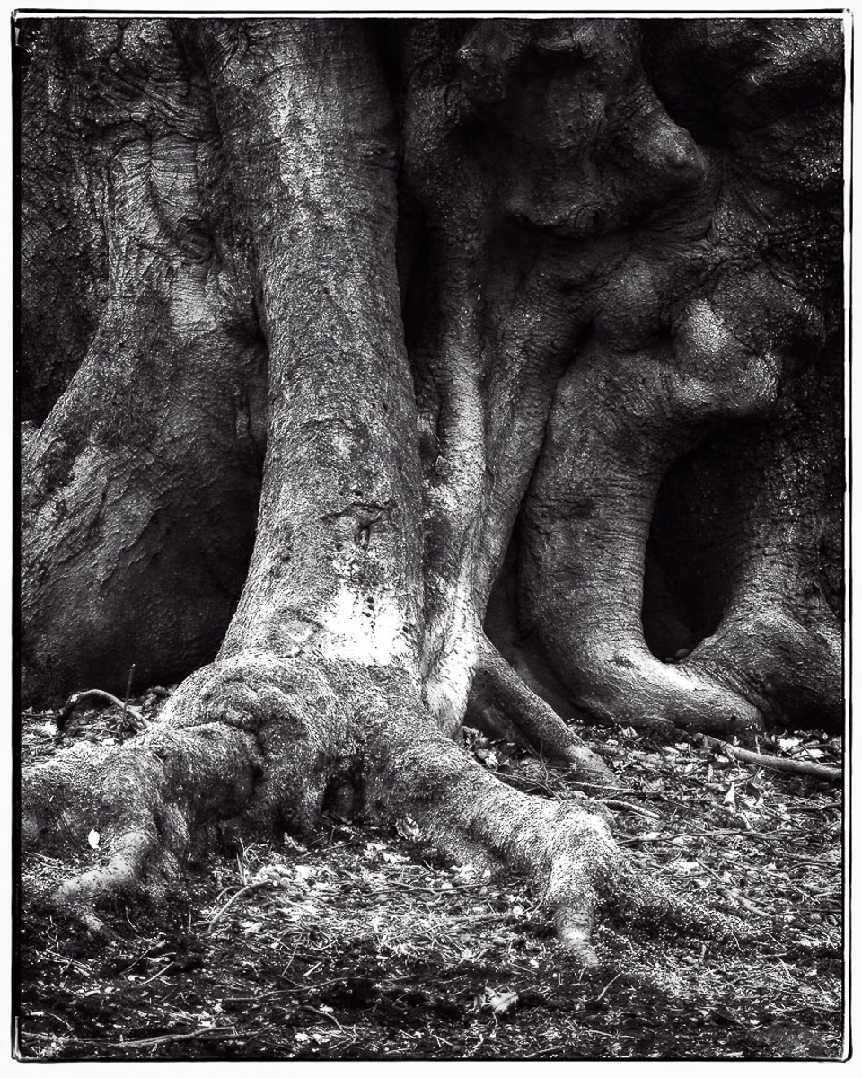 Old Oak Tree, David Ireland