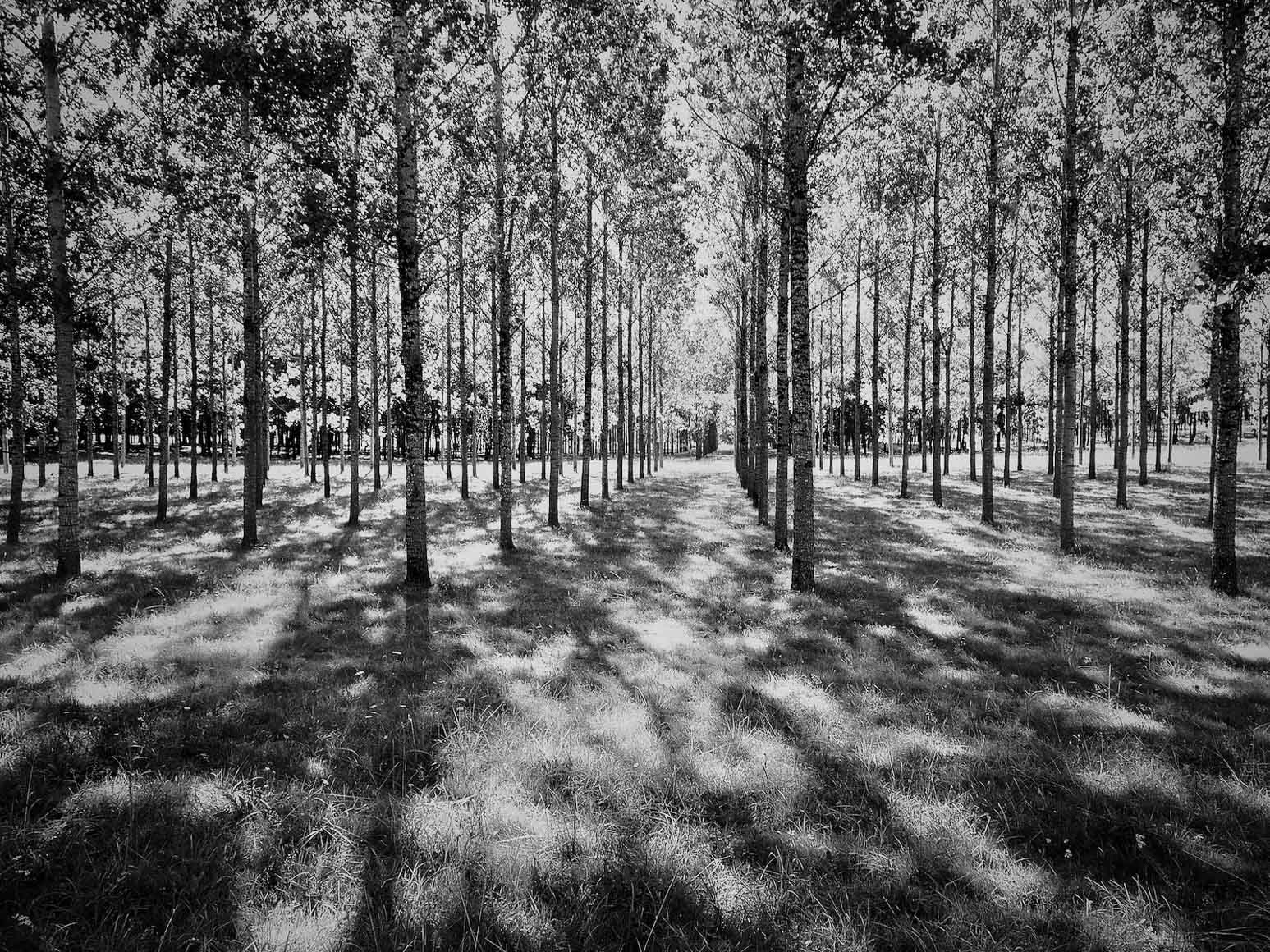 A quiet provencal woodland, Jocelyn Hayes