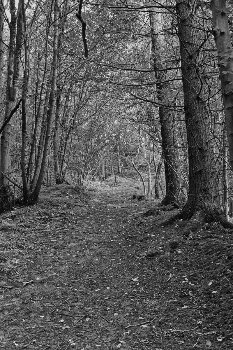 A way through the woods, Philip Dearle
