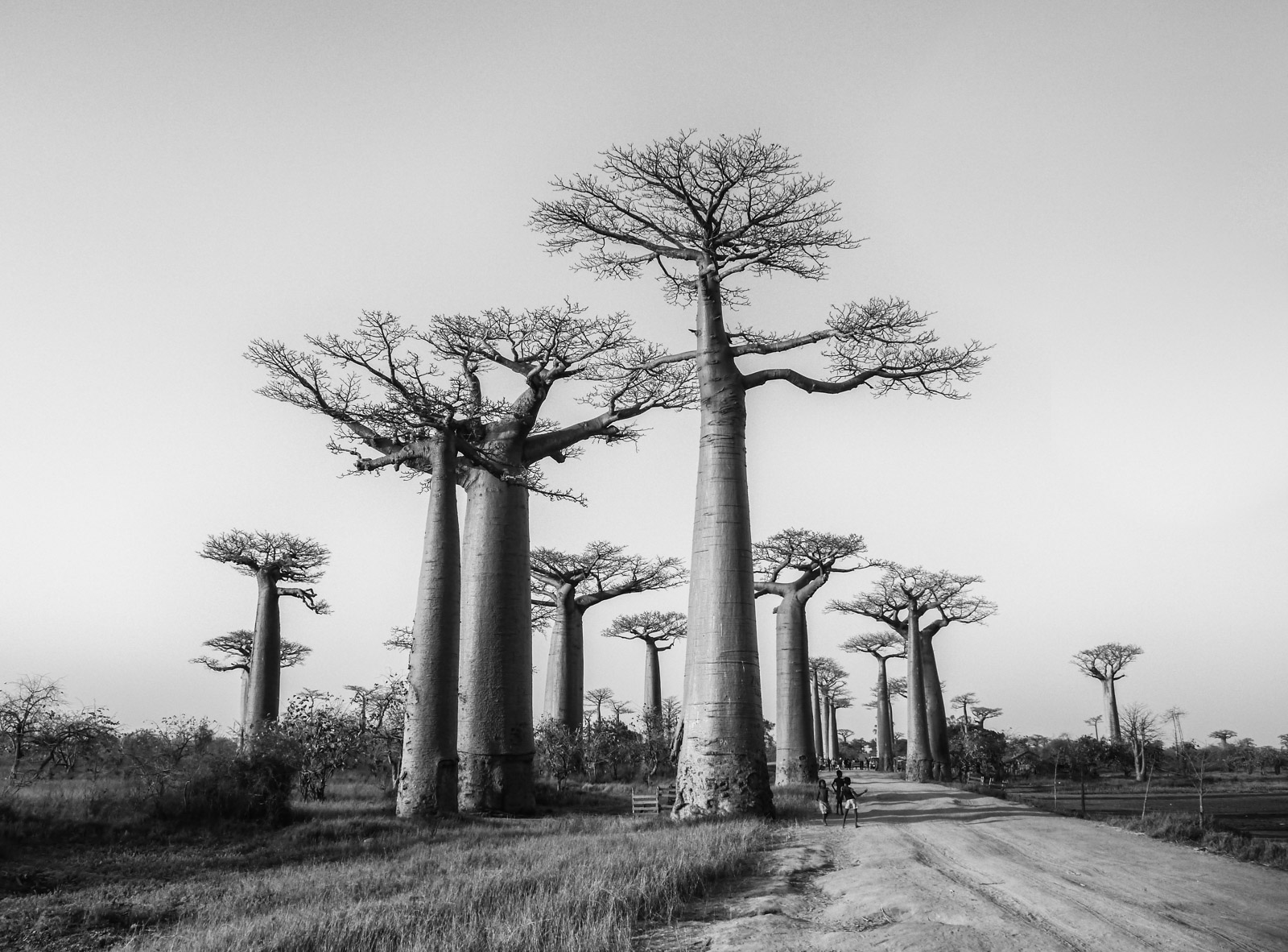 Baobab alley, Carol Clarke