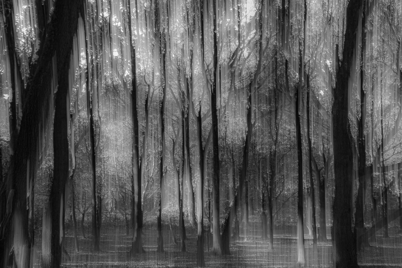 Mystical Woodland, Roger Poyser
