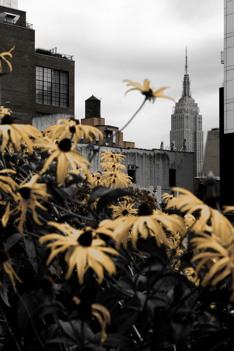 NYC - High Line, David Whitham