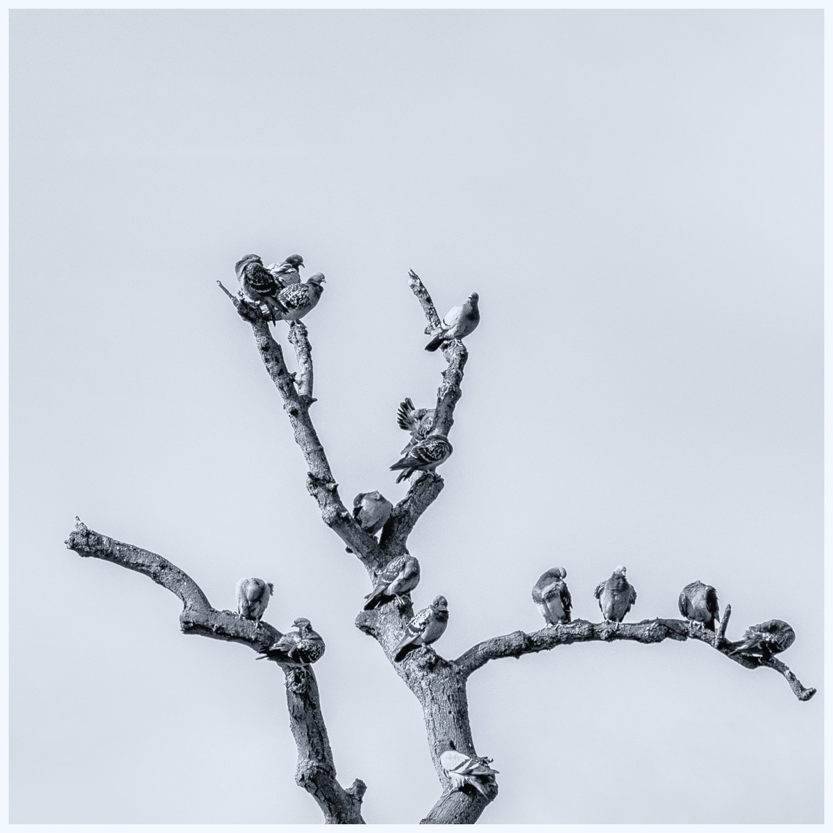 Trees flock, Alex Davidson