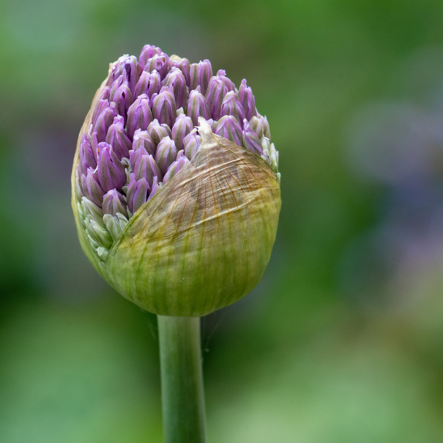 Allium Emerges, Renewal and Hope, David Bradley