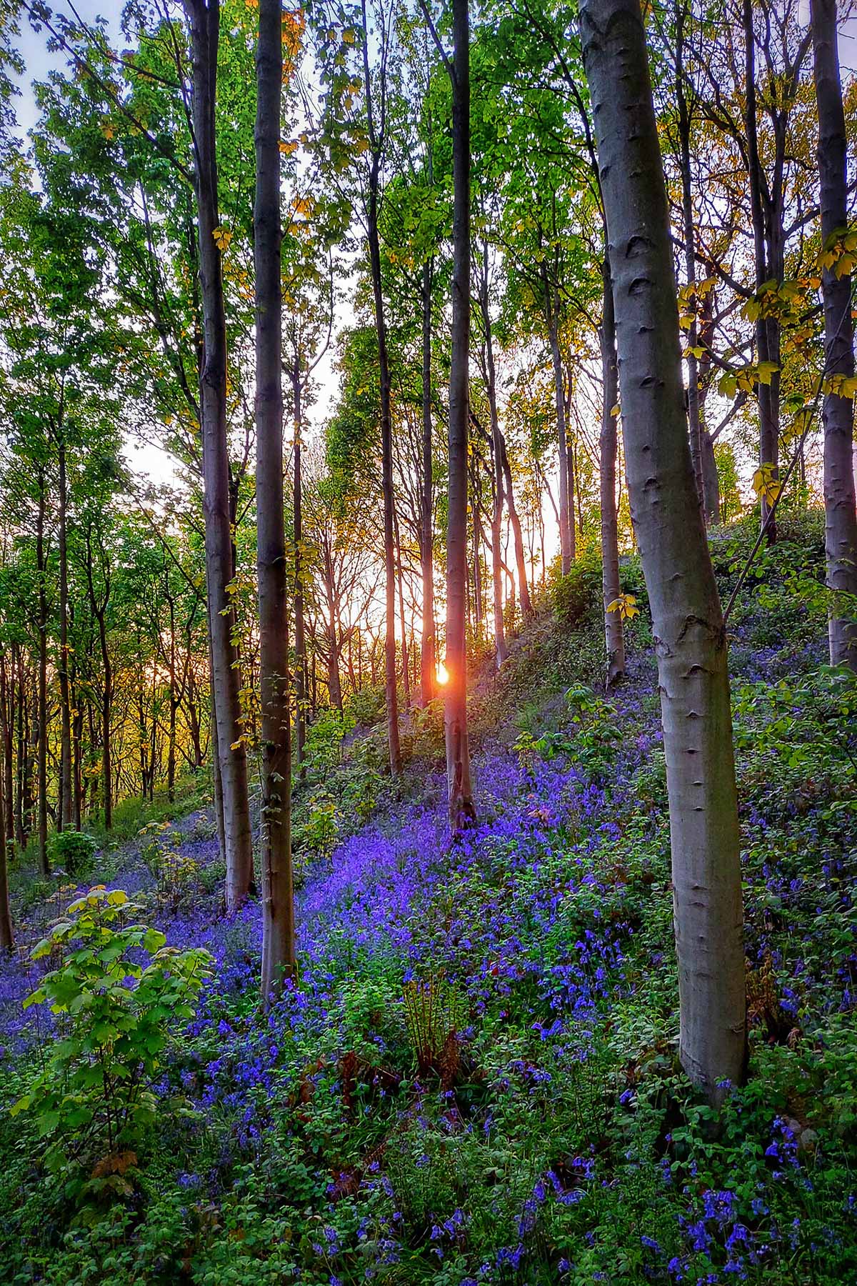 Yorkshire Bluebells, Renewal and Hope, Andy Towse